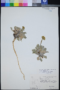 Hulsea vestita image