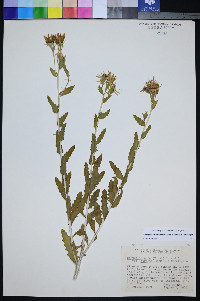 Mentzelia strictissima image