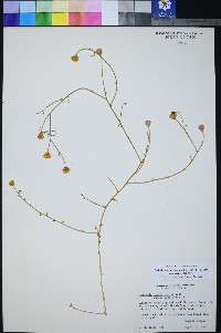 Perityle megalocephala image
