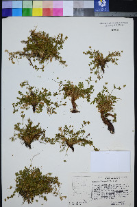 Ivesia jaegeri image