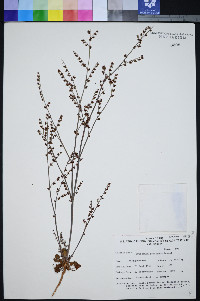 Eriogonum concinnum image