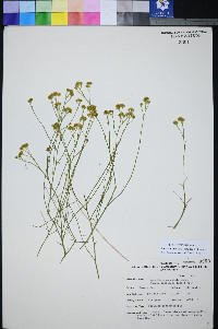 Perityle intricata image