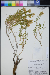 Ericameria watsonii image