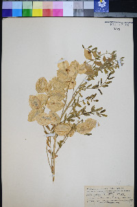 Astragalus wootoni image