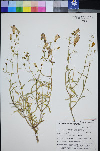 Penstemon fruticiformis subsp. amargosae image