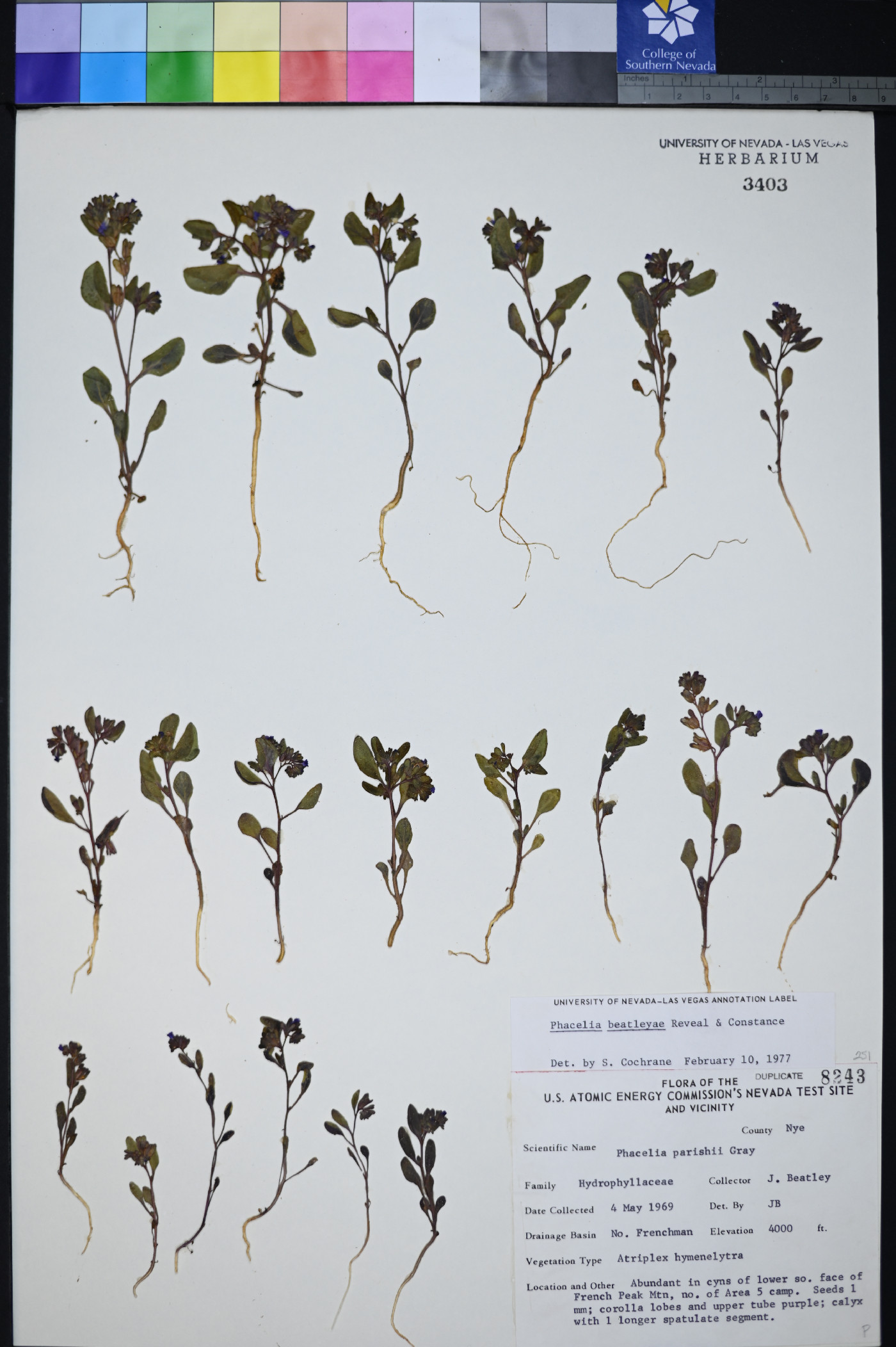 Phacelia beatleyae image