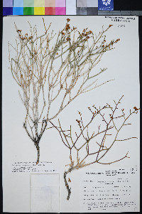 Eriogonum heermannii var. clokeyi image