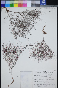 Eriogonum esmeraldense var. esmeraldense image