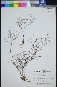 Eriogonum esmeraldense var. esmeraldense image