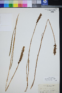 Psorothamnus fremontii var. fremontii image