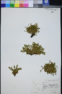 Ivesia jaegeri image