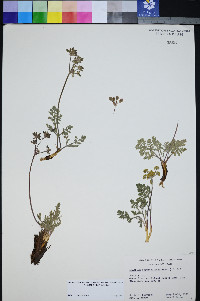 Lomatium foeniculaceum image