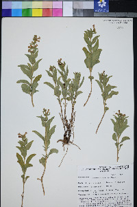 Penstemon arenarius image