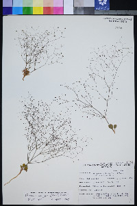 Eriogonum inflatum var. contiguum image
