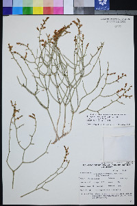 Eriogonum heermannii image