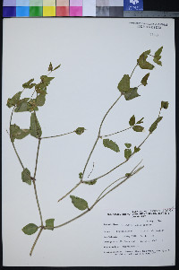 Mirabilis pudica image