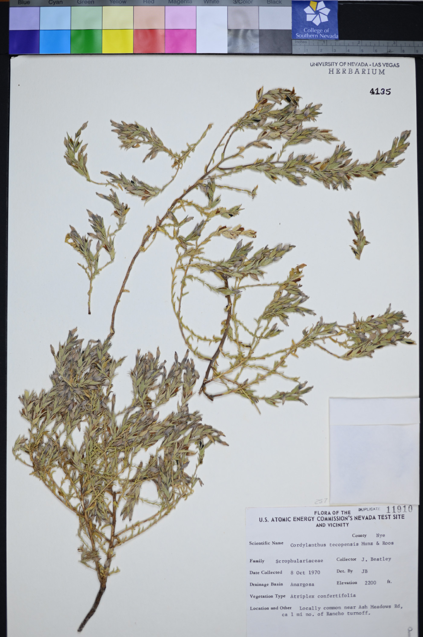 Cordylanthus tecopensis image