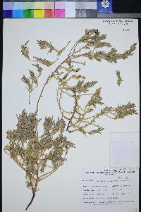 Cordylanthus tecopensis image