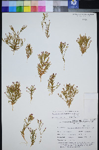 Zeltnera namophila image