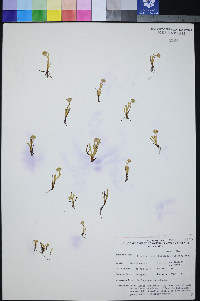 Plagiobothrys stipitatus image
