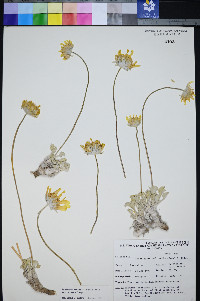 Enceliopsis nudicaulis image