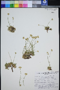 Eremogone congesta var. subcongesta image