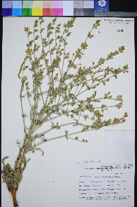 Frasera albomarginata image