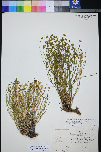 Perityle intricata image