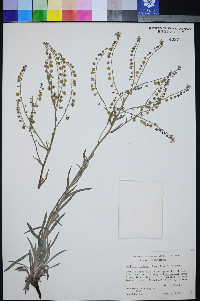 Hackelia ciliata image
