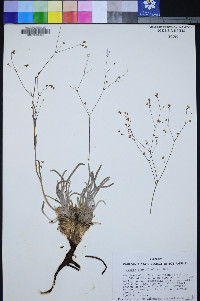 Ivesia santolinoides image