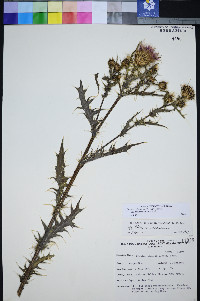 Cirsium tenuisectum image