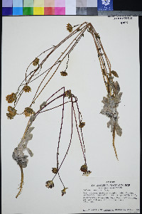 Hulsea vestita image