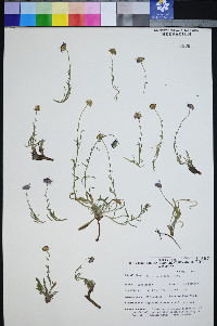 Erigeron clokeyi image