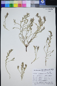 Cordylanthus tecopensis image