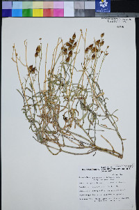 Penstemon fruticiformis subsp. amargosae image