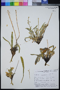Frasera pahutensis image