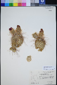 Opuntia polyacantha var. erinacea image