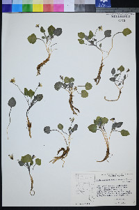Viola charlestonensis image