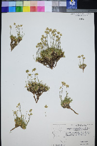 Eremogone congesta var. charlestonensis image