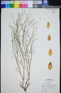 Astragalus pterocarpus image
