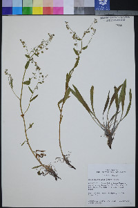 Hackelia cusickii image