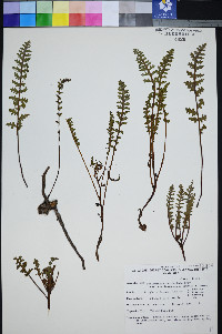 Pedicularis semibarbata var. charlestonensis image