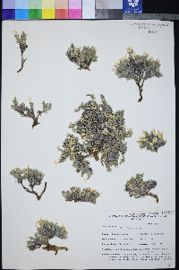 Phlox hoodii image