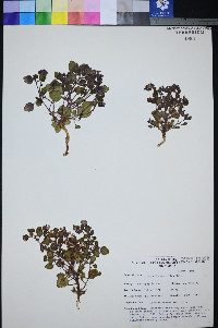 Phacelia mustelina image