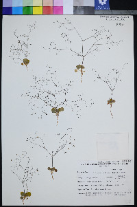 Eriogonum contiguum image