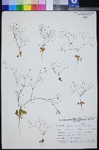 Eriogonum contiguum image
