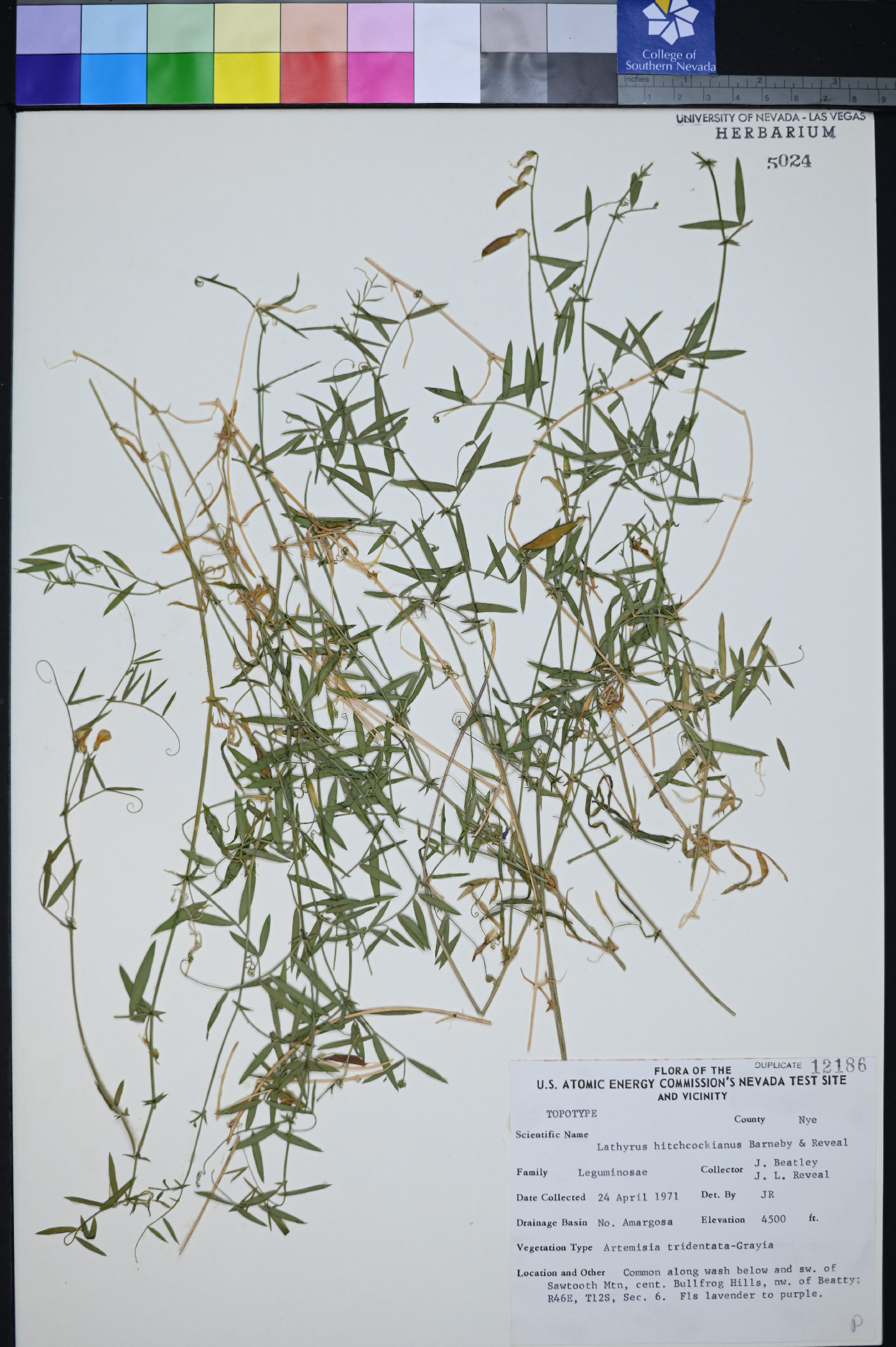 Lathyrus hitchcockianus image