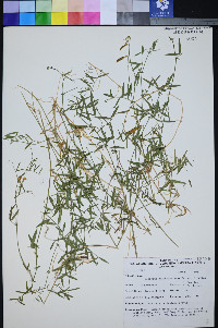 Lathyrus hitchcockianus image