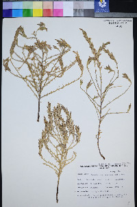 Cordylanthus tecopensis image