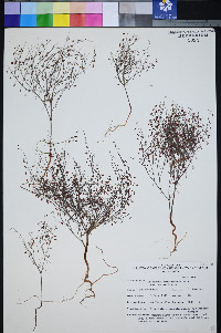 Eriogonum esmeraldense var. esmeraldense image